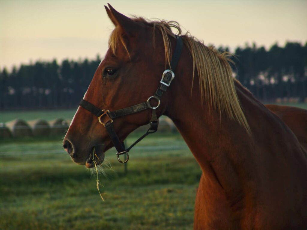 horse profile