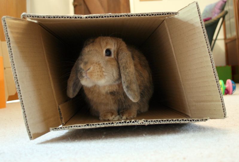 How to Pack Boxes for Moving: photo of bunny in a box